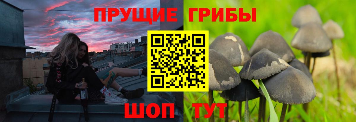 Сосновоборск  Псилоцибиновые грибы Psilocybe  Галлюциногенные грибы MAGIC MUSHROOMS  Вход с VPN 